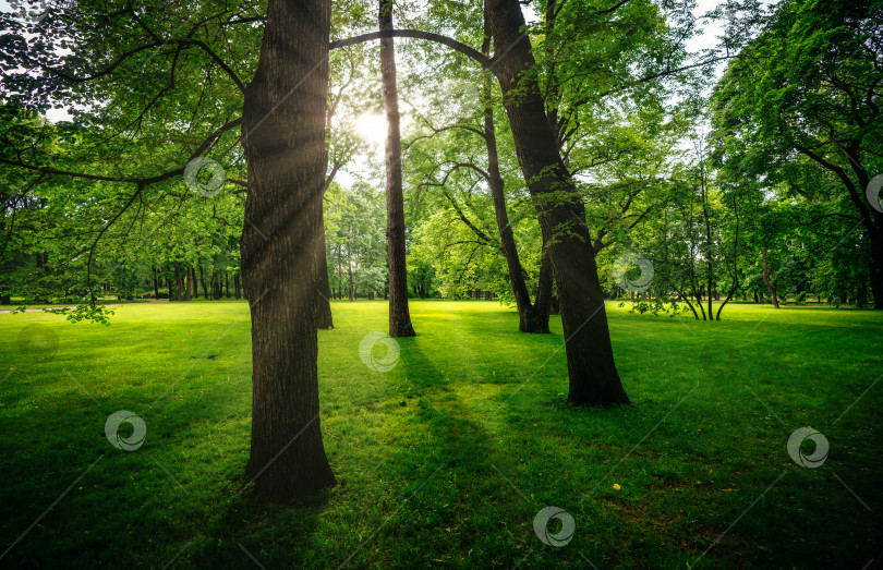 Скачать Раннее утро в зеленом парке, где среди стволов дубов растет лужайка, освещенная солнечным светом фотосток Ozero