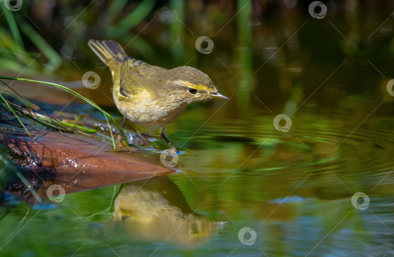 Скачать Обыкновенная птица чиффчафф стоит на камне, торчащем из пруда, и смотрит на свое отражение фотосток Ozero