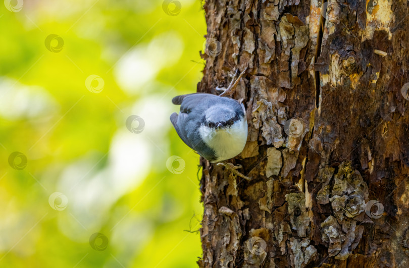 Скачать Евразийская птица-поползнец висит на стволе старого дерева фотосток Ozero