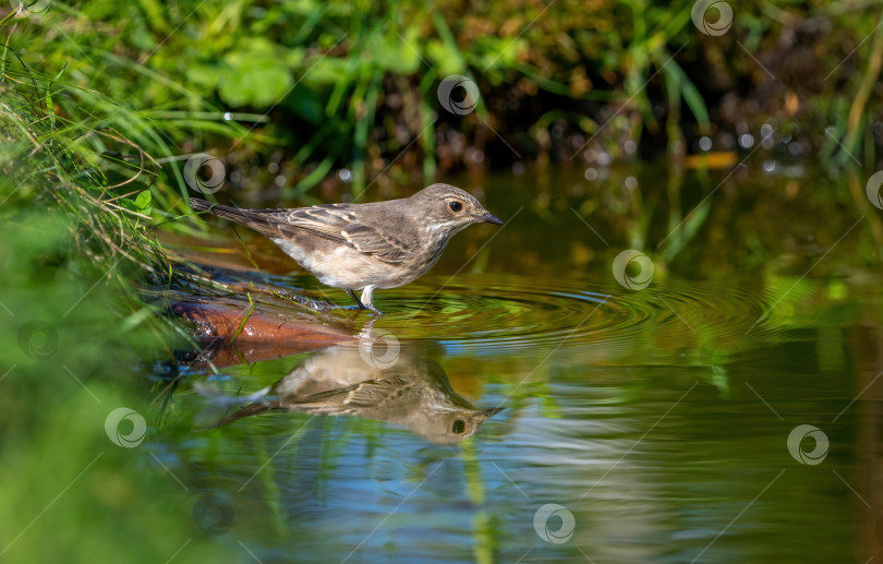 Скачать Пятнистая птица-мухоловка стоит на камне, торчащем из пруда, и пытается войти в воду фотосток Ozero