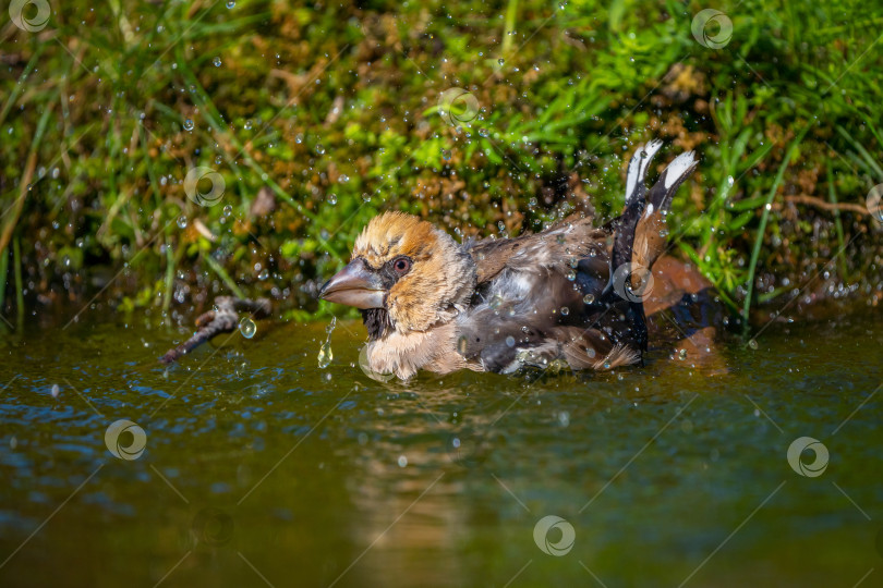Скачать Птица бражник купается, стоя в пруду крупным планом фотосток Ozero