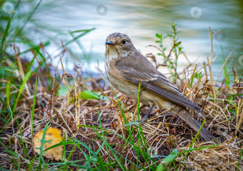 Скачать Пятнистая птица-мухоловка стоит среди травы на фоне пруда фотосток Ozero