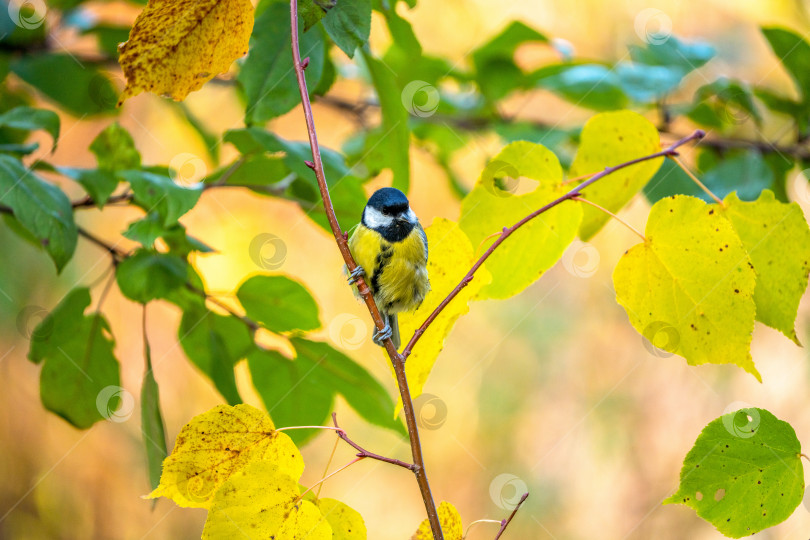 Скачать птица синица сидит на ветке липы с пожелтевшей осенней листвой на фоне яркого осеннего рассвета, крупный план фотосток Ozero