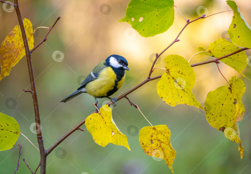 Скачать птица синица сидит на ветке липы с пожелтевшей осенней листвой на фоне яркого осеннего рассвета, крупный план фотосток Ozero