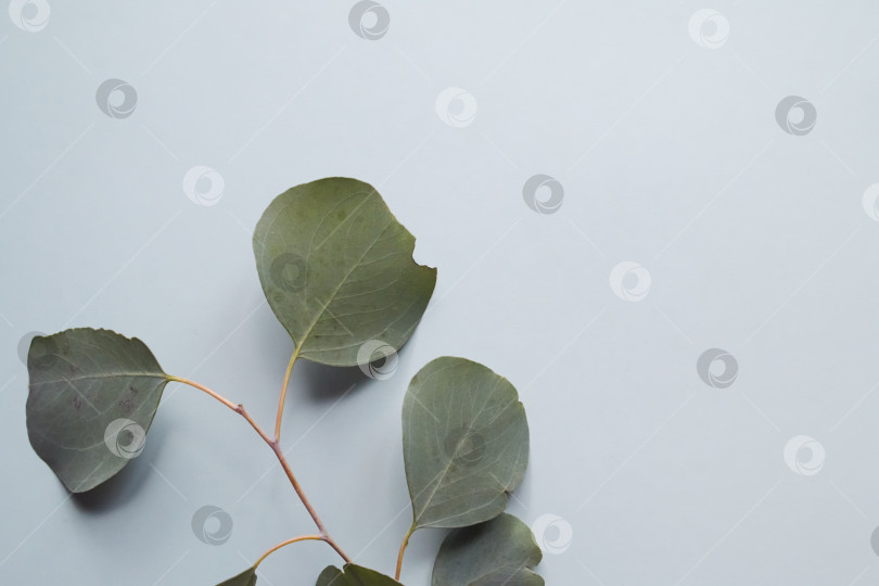 Скачать Зеленые листья на светло-голубом фоне фотосток Ozero