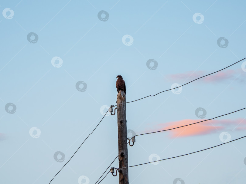 Скачать Хищная птица-стервятник сидит на телеграфном столбе и высматривает добычу на рассвете. фотосток Ozero