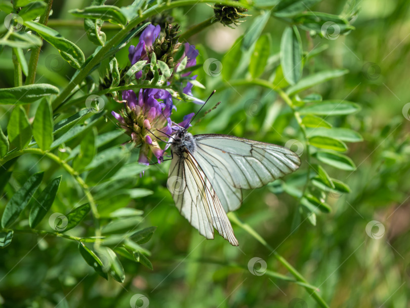 Скачать Колючая бабочка на цветке клевера на размытом фоне поляны. Фон дикой природы. фотосток Ozero