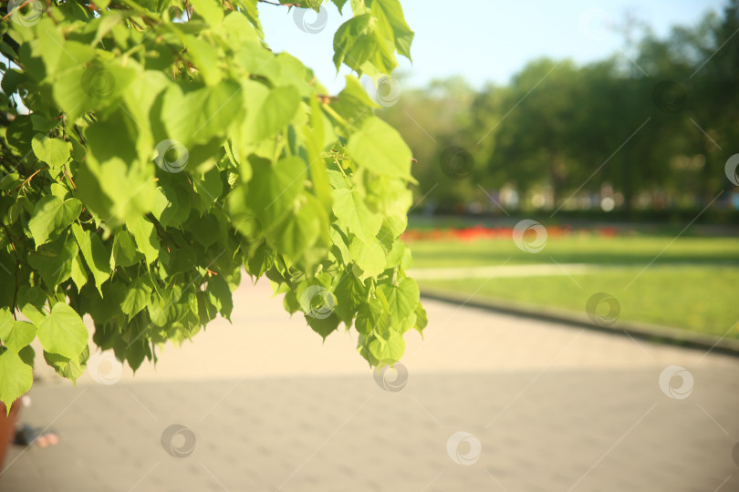 Скачать Нежные зеленые листочки на кусте крупным планом фотосток Ozero