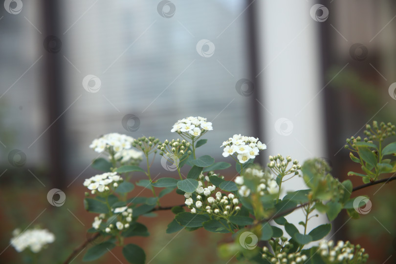Скачать Белые цветы на кусте в саду фотосток Ozero