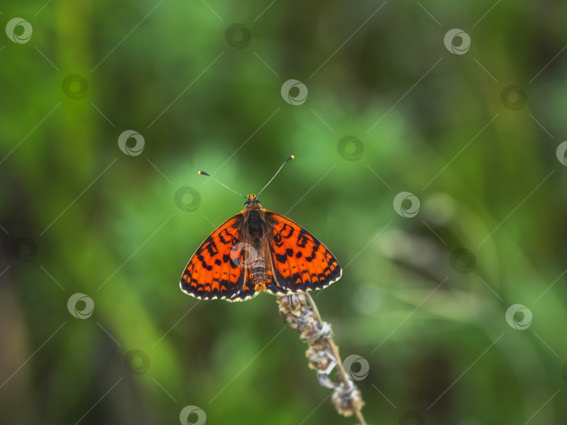 Скачать Снимок с выборочным фокусом красной бабочки-фритиллярии Гланвилля (Melitaea didyma) на зеленом растении. Леса Горного Алтая. фотосток Ozero