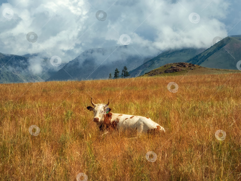 Скачать Корова в красных пятнах лежит в высокой осенней траве на спине фотосток Ozero