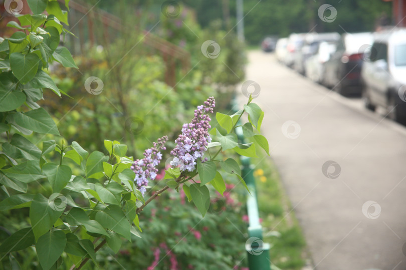 Скачать Садовая сирень красивая в саду на кусте крупным планом фотосток Ozero