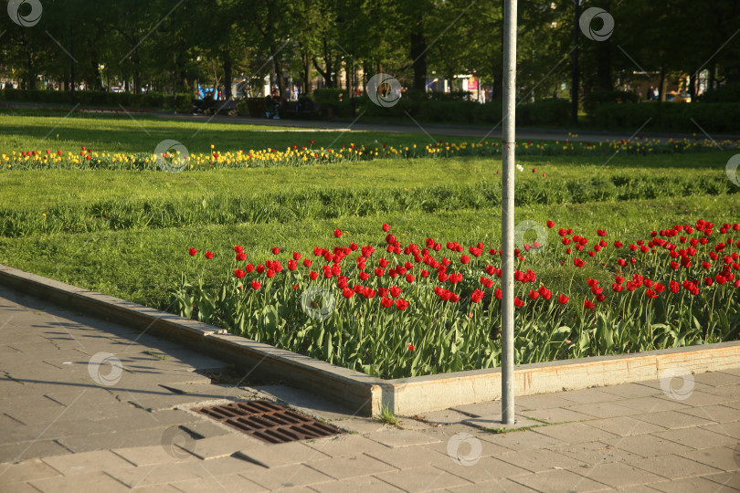 Скачать Красивые красные тюльпаны фотосток Ozero