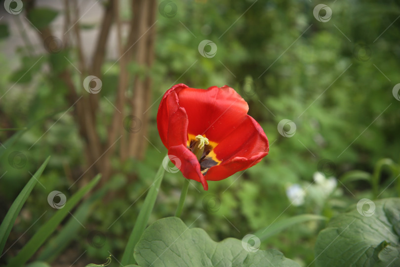 Скачать Красный тюльпан крупным планом фотосток Ozero
