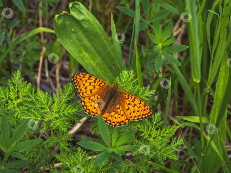 Скачать Выборочный фокусный снимок перламутровой бабочки Аглаи (Argynnis aglaja) на зеленом растении. Леса Горного Алтая. фотосток Ozero