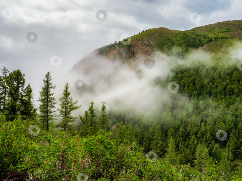 Скачать Атмосферный зеленый лесной пейзаж с елями в горах. Минималистский пейзаж с опушкой хвойного леса в легком тумане. Спокойный альпийский пейзаж ранним утром. фотосток Ozero