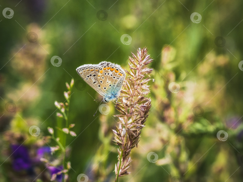 Скачать Бабочка в естественной среде обитания летом (plebejus argus). фотосток Ozero