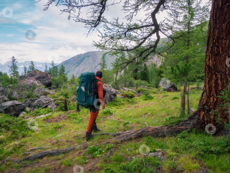 Скачать Счастливый турист-мужчина с большим рюкзаком в зеленом горном лесу проходит мимо большого дерева с символическими лентами. фотосток Ozero