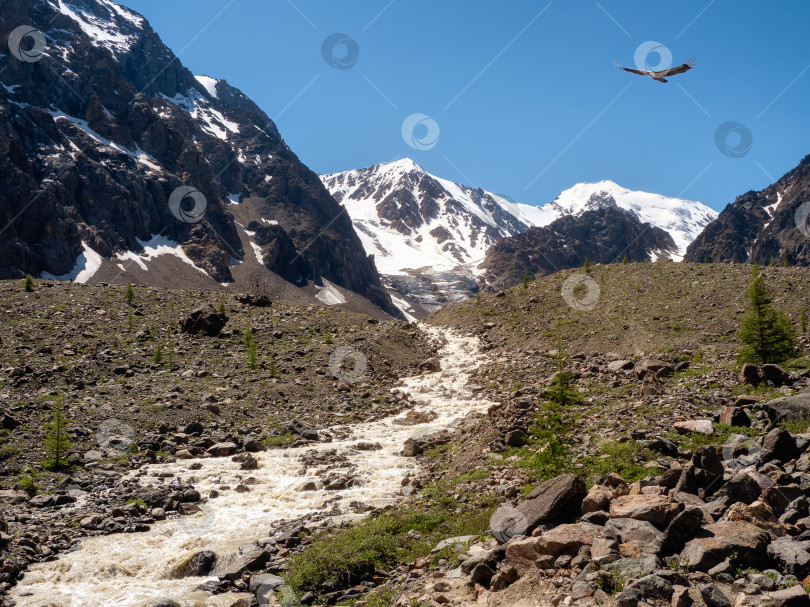 Скачать Горный ручей стекает с ледника. Красивый альпийский пейзаж с быстрой рекой. Сила величественной природы высокогорья. фотосток Ozero