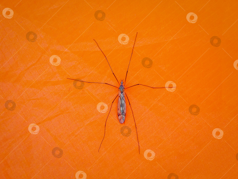 Скачать Большой комар сидит на оранжевой палатке. Крупный план. фотосток Ozero