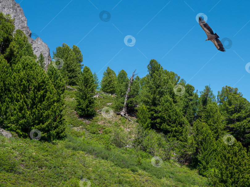 Скачать Горный лесистый склон и хищная птица над деревьями. фотосток Ozero