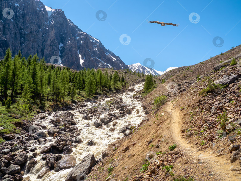 Скачать Бурная горная река стекает с холма. Красивый альпийский пейзаж с быстрой рекой. Мощь величественной природы высокогорья. фотосток Ozero
