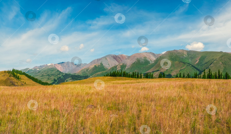 Скачать Атмосферный осенний горный пейзаж. Широкий панорамный пейзаж с опушкой хвойного леса и холмами в легком тумане. фотосток Ozero