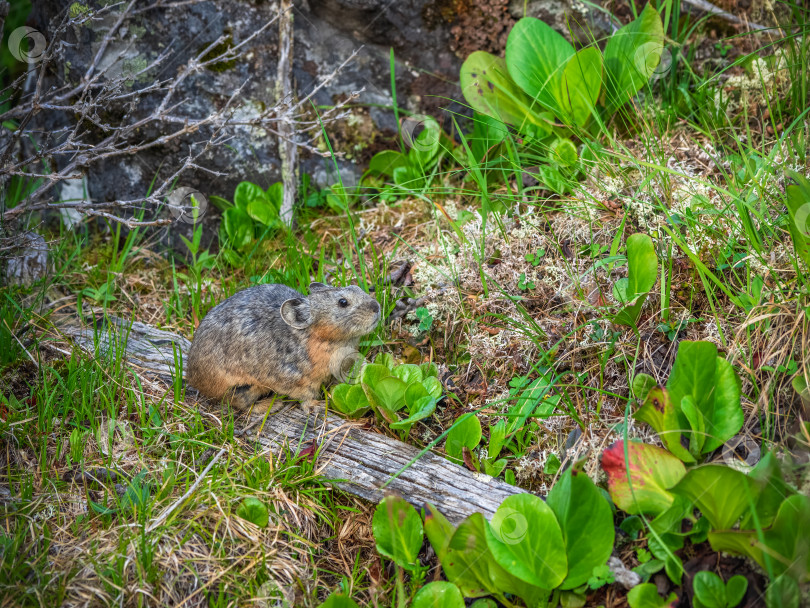 Скачать Забавная пищуха Ochotona collaris на скалистой альпийской горе на Алтае. фотосток Ozero