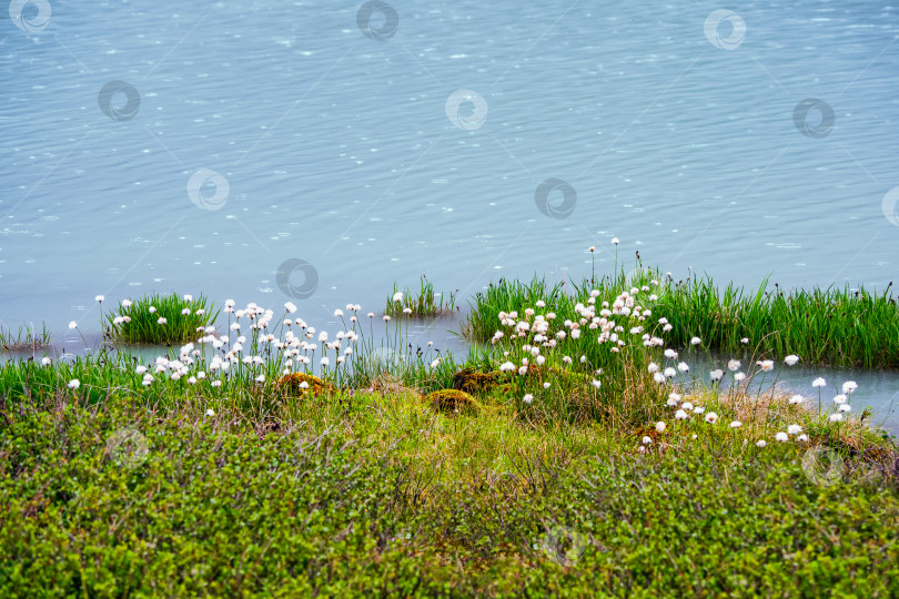 Скачать Пышная хлопковая трава на болоте и голубая вода. фотосток Ozero