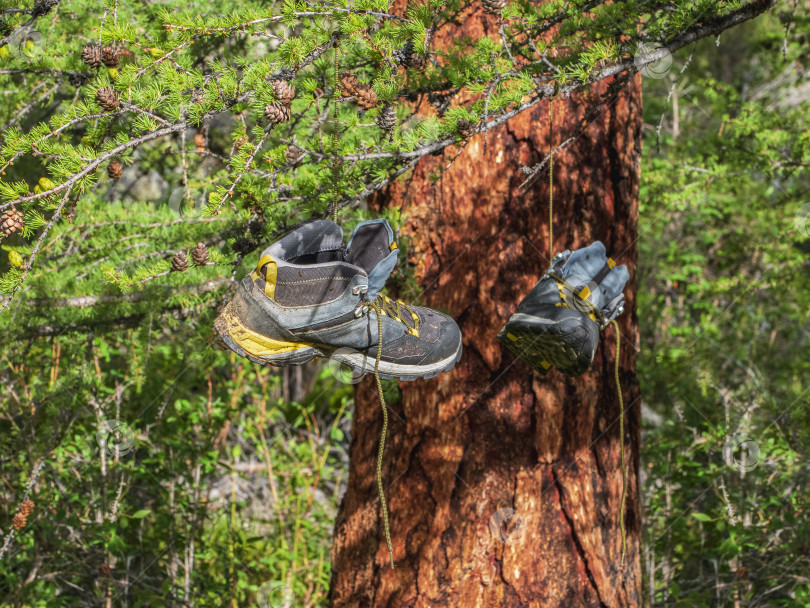 Скачать Мокрые походные ботинки сушатся на еловых ветках, подвешенных за шнурки. фотосток Ozero