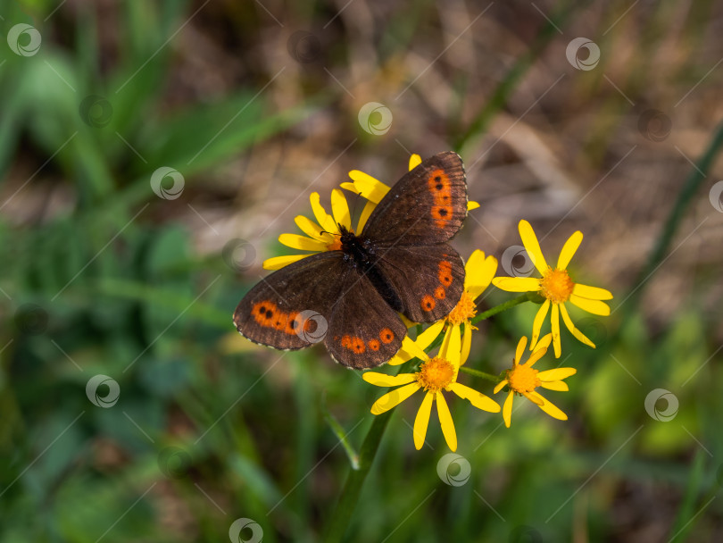 Скачать Избирательный фокус. Шотландский аргус (Erebia aethiops) обитает на зеленых лугах в горах Алтая. фотосток Ozero