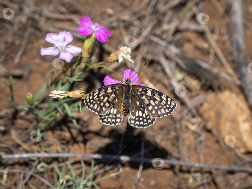 Скачать Маленькая бабочка-фритиллярия с жемчужной каймой (Melitaea latonigena Eversmann) на розовых цветках, крупным планом. фотосток Ozero