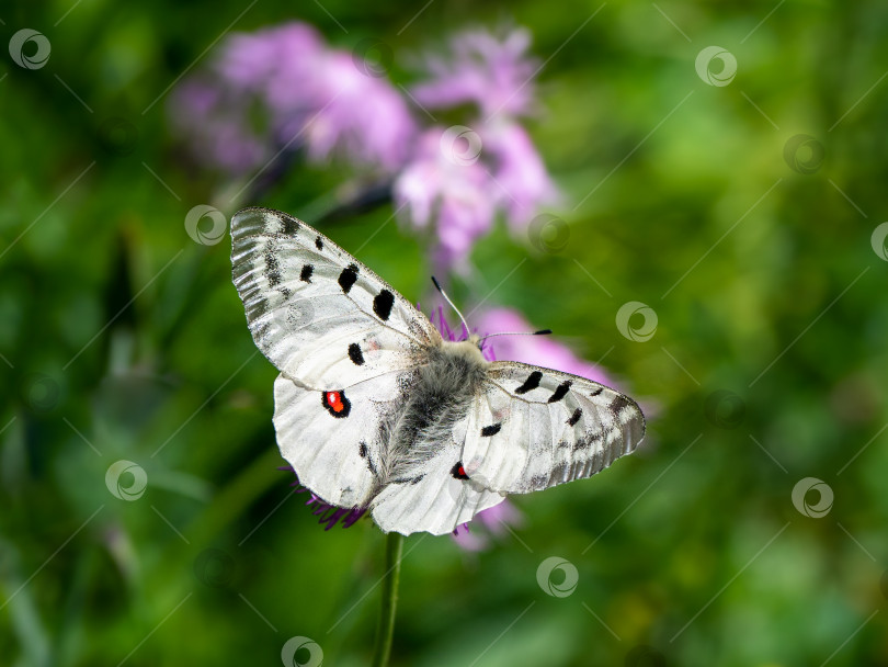 Скачать Бабочка Аполлон - Парнасский аполлон, отдыхает на цветке на фоне зеленой травы. фотосток Ozero