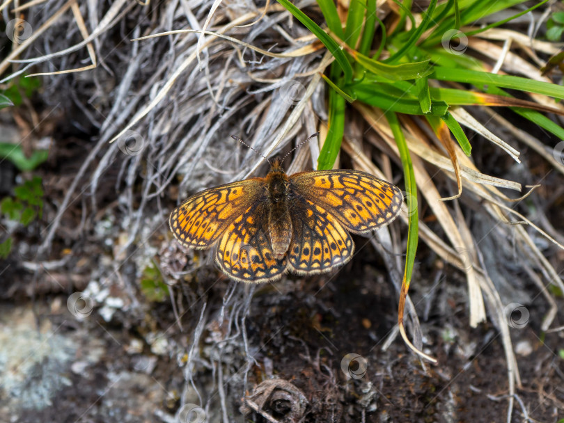 Скачать Маленькая перламутровая бабочка (Boloria eunomia) на сухой траве, крупным планом. фотосток Ozero