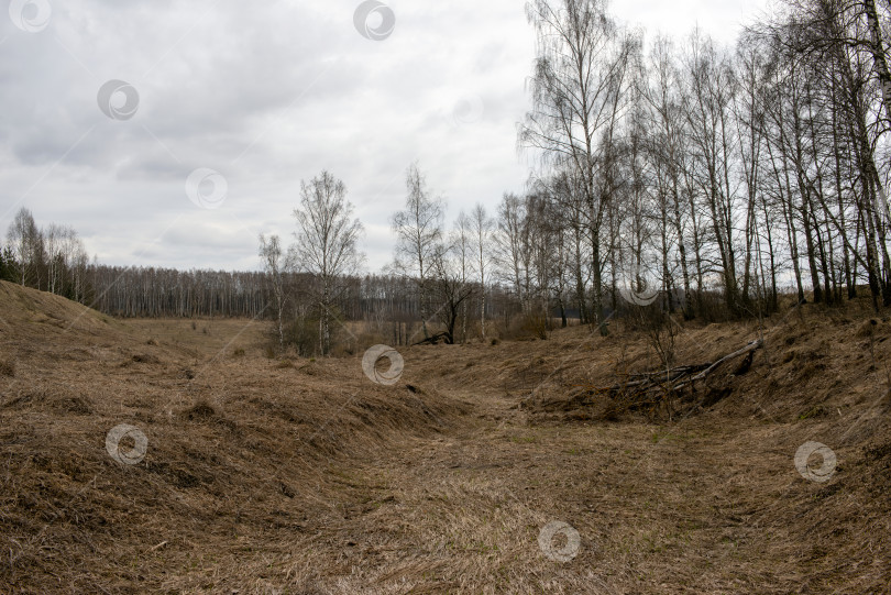 Скачать березовая роща ранней весной в пасмурный день фотосток Ozero