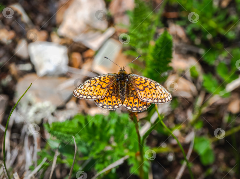 Скачать Маленькая перламутровая бабочка (Boloria eunomia) сидит на зеленой траве, крупным планом. фотосток Ozero