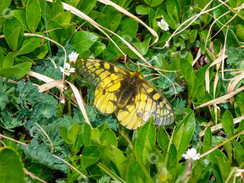 Скачать Бабочка Parnassius eversmanni (Papilionidae) на зеленой лужайке. Редкая бабочка с Алтая. Сибирь фотосток Ozero