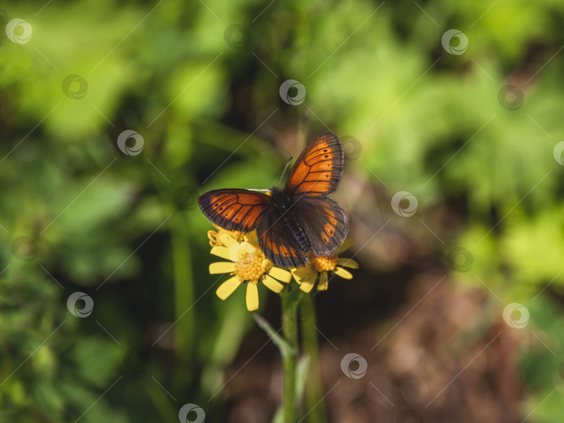 Скачать Шотландский аргус (Erebia kindermanni) обитает на зеленых лугах в горах Алтая. фотосток Ozero