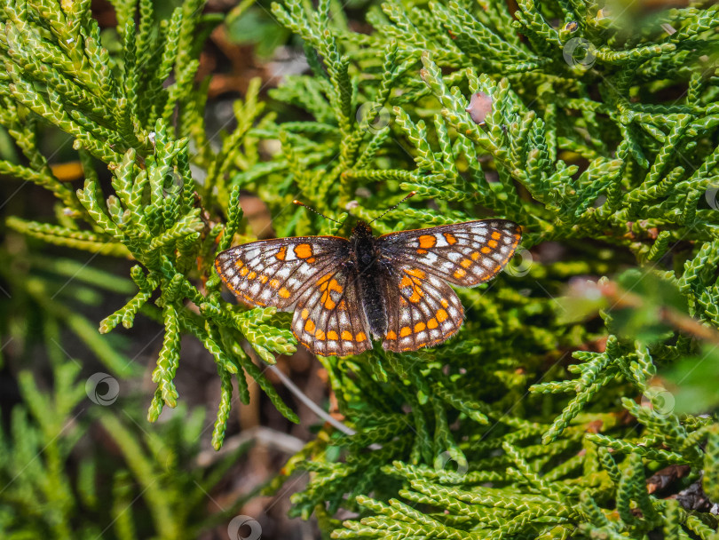 Скачать Маленькая бабочка-фритиллярия с жемчужной каймой (euphydryas iduna) на зеленом можжевельнике, крупным планом. фотосток Ozero