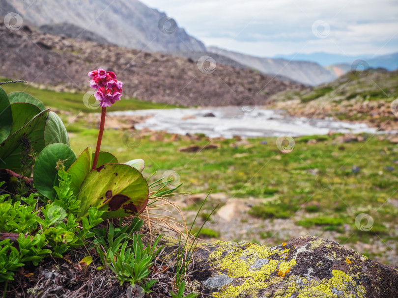 Скачать Бадан крупнолистный. Крупный план бадана (Bergenia crassifolia), цветущего на горном склоне. фотосток Ozero