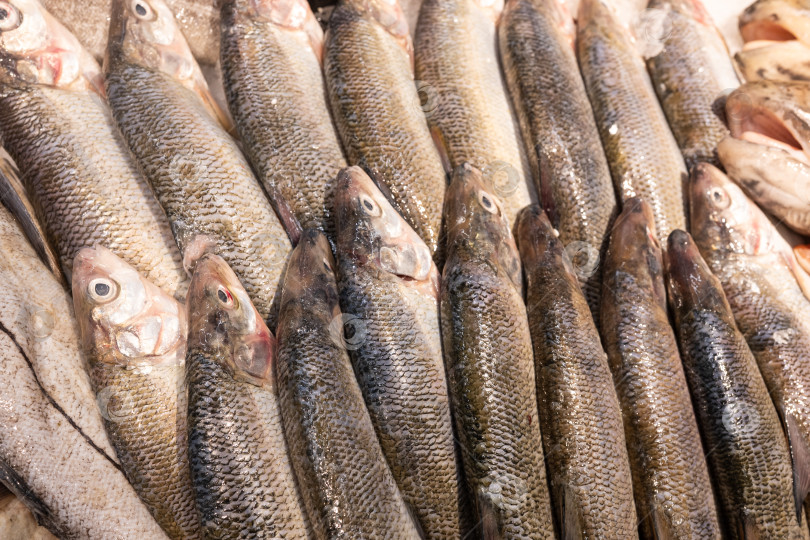Скачать Концепция розничной торговли морепродуктами на прилавке со свежей рыбой на рынке фотосток Ozero