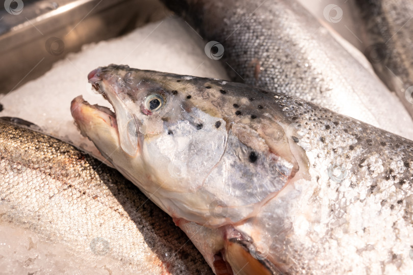Скачать Рынок морепродуктов со свежей рыбой на льду крупным планом фотосток Ozero