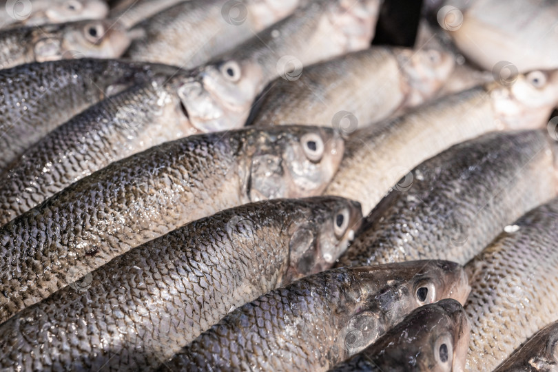 Скачать Свежая сырая рыба на прилавке рынка на фоне морепродуктов крупным планом фотосток Ozero