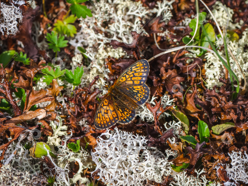 Скачать Маленькая перламутровая бабочка (Boloria eunomia) сидит на белом мху крупным планом. фотосток Ozero