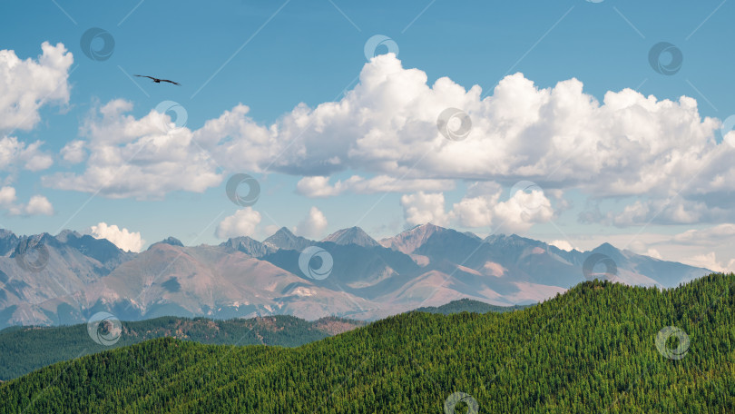 Скачать Живописный панорамный солнечный осенний пейзаж с освещенным солнцем высоким зеленым хвойным плато и горной стеной под перистыми облаками. Величественные горы в солнечном свете. фотосток Ozero