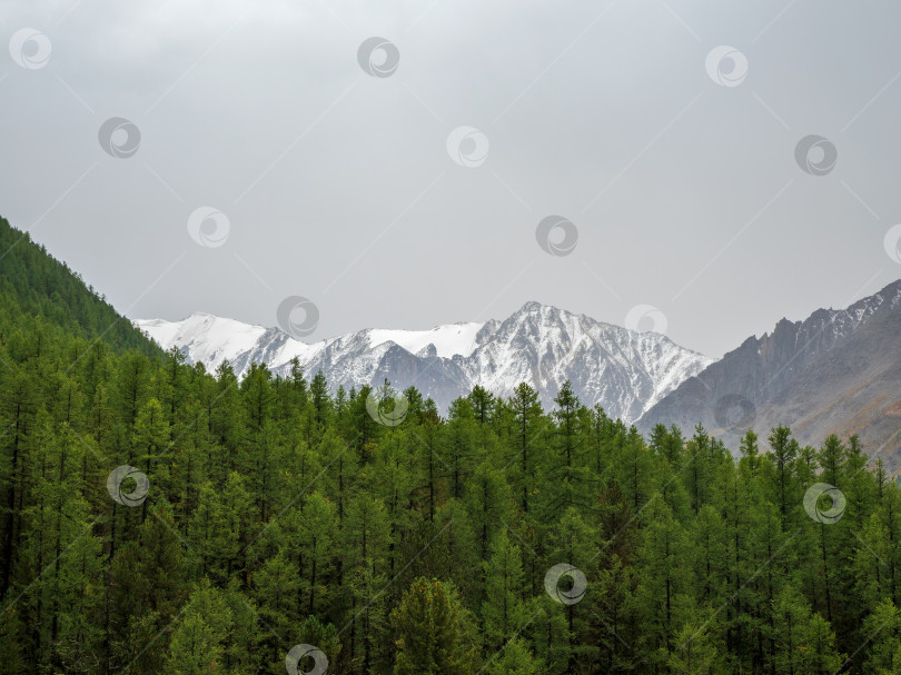 Скачать Минималистский атмосферный горный пейзаж с большой заснеженной горной вершиной над альпийским зеленым лесом. Потрясающий минималистичный пейзаж с ледником на скалах. фотосток Ozero