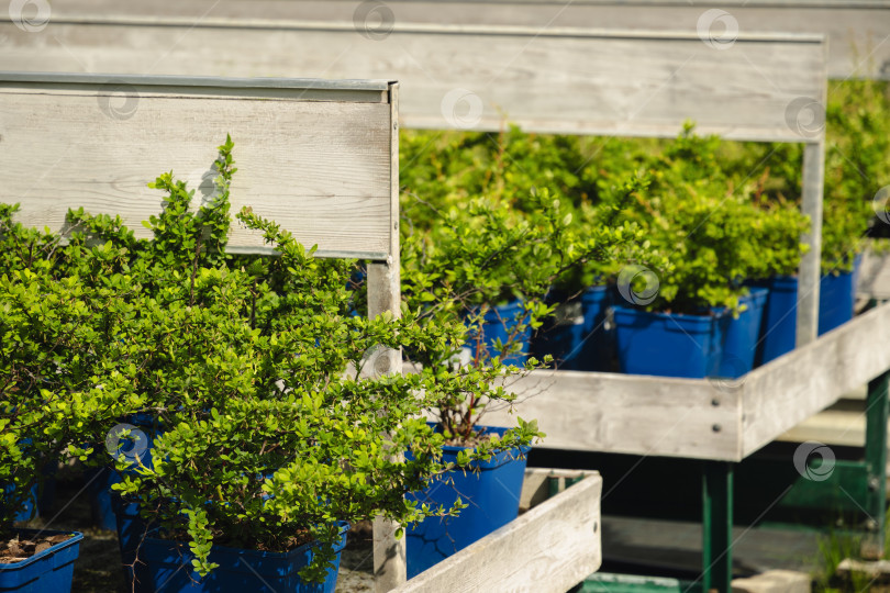 Скачать Buxus microphylla в цветочном горшке продается в уличном садовом центре. фотосток Ozero