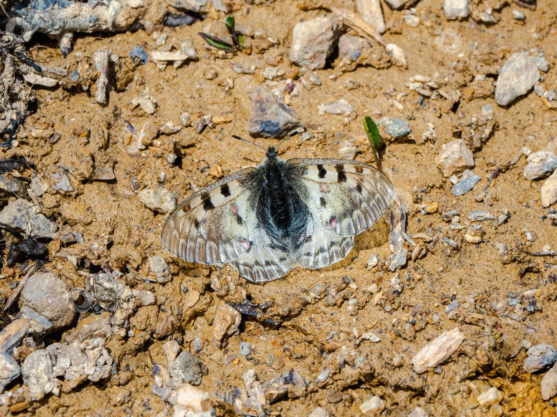 Скачать Редкая бабочка Аполлона (Parnassius phoebus) на бурой почве. Редкая бабочка с Алтая. Сибирь, Россия фотосток Ozero