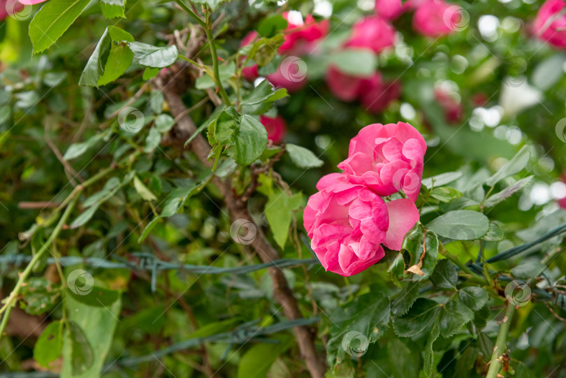 Скачать Rosa Hybrida Гибридный чай, цветущий нежным красивым красным цветом весной крупным планом фотосток Ozero
