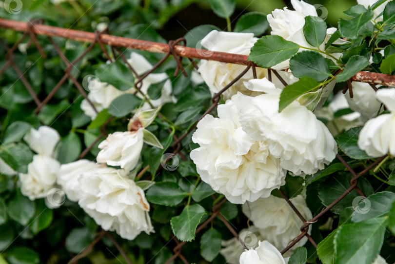 Скачать Rosa Hybrida Гибридный чай, цветущий нежным красивым белым цветом весной крупным планом фотосток Ozero